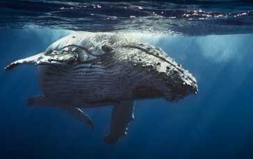 Whale, Underwater, Water, Nature Wallpaper