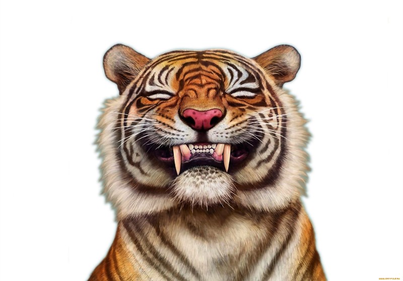 Artwork, Animals, Mammals, Tiger, White Background, Simple Background Wallpaper