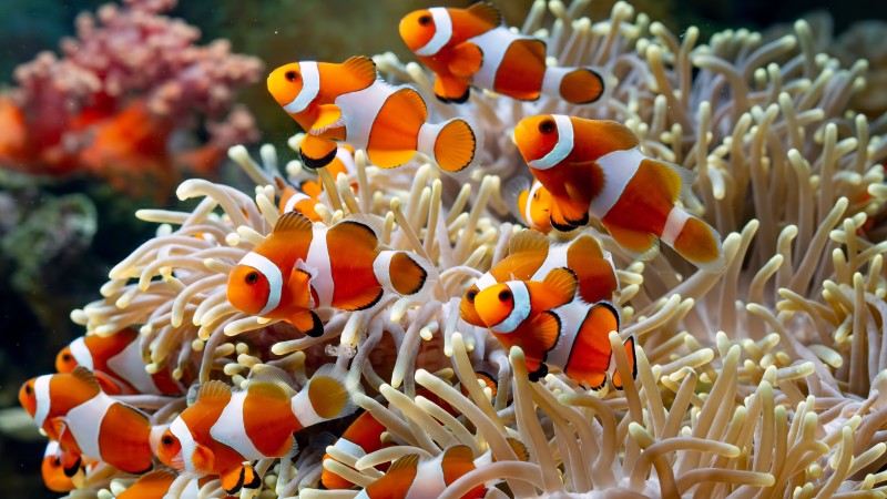 Underwater, Sea, Coral, Fish, Animals, Tropical Fish Wallpaper