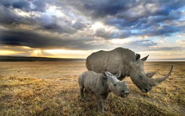 Animals, Rhino, Nature, Clouds, Sky Wallpaper
