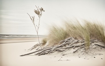 Beach, Driftwood, Grass Wallpaper