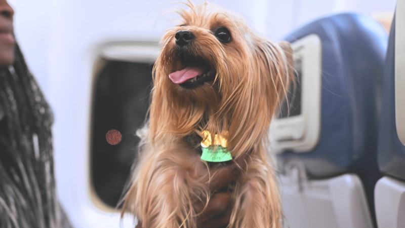 Yorkshire Terrier, Dog, Mammals, Animals, Tongue Out Wallpaper