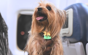 Yorkshire Terrier, Dog, Mammals, Animals, Tongue Out Wallpaper