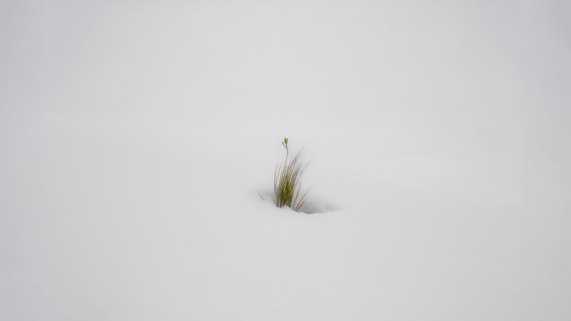 AI Art, Snow, Winter, Grass Wallpaper