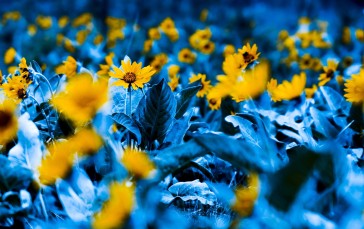 Colorful, Photography, Flowers, Yellow Flowers Wallpaper