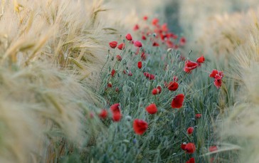 Photography, Field, Poppies, Flowers Wallpaper