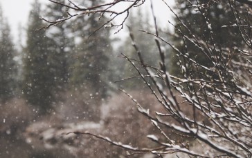 Nature, Snow, Forest, Trees Wallpaper