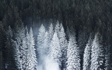 Nature, Snow, Forest, Trees, Landscape Wallpaper