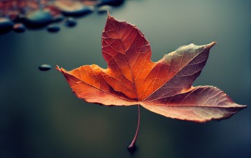 Fall, Fallen Leaves, Leaves, Water Wallpaper