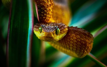 Nature, Animals, Reptiles, Snake Wallpaper