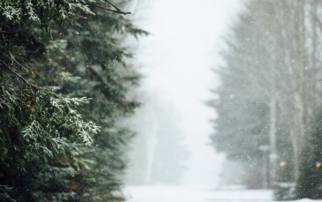 Winter, Snow, Forest, Landscape, Nature, Trees Wallpaper