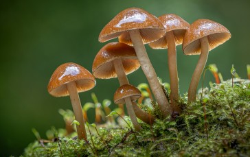 Mushroom, Nature, Forest, Moss Wallpaper