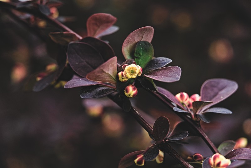 Flowers, Depth of Field, Photography, Leaves Wallpaper