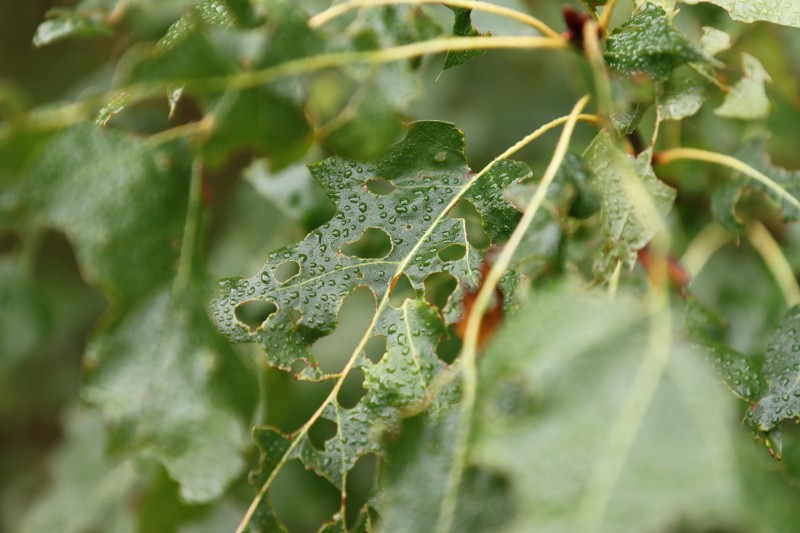 Nature, Leaves, Blurred, Blurry Background, Water Drops Wallpaper