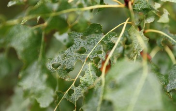 Nature, Leaves, Blurred, Blurry Background, Water Drops Wallpaper