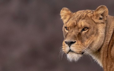 Photography, Lion, Animals, Portrait Wallpaper