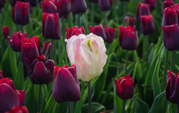 Colorful, Photography, Flowers, Tulips, Leaves Wallpaper