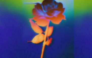Flowers, Negative, Blurred, Warm Colors Wallpaper