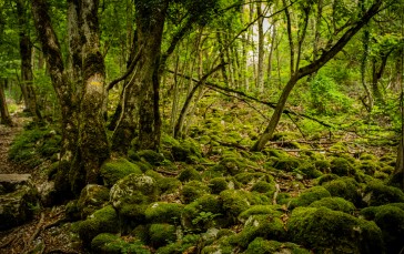 Photography, Outdoors, Trees, Moss Wallpaper