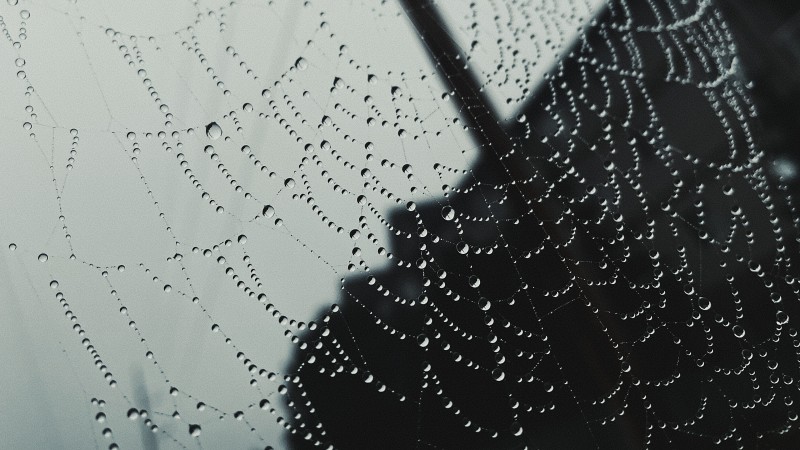 Nature, Spiderwebs, Water Drops, Overcast, Monochrome Wallpaper