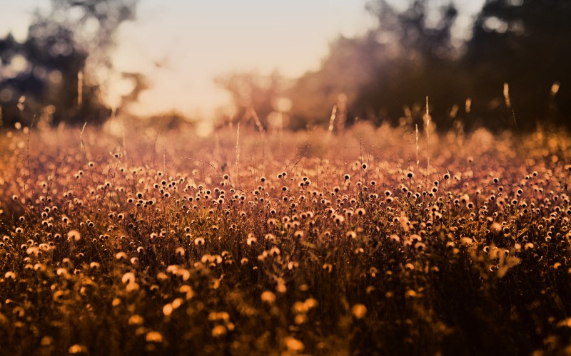 Nature, Plants, Landscape, Sunset Wallpaper