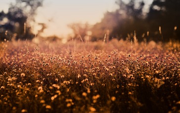 Nature, Plants, Landscape, Sunset Wallpaper