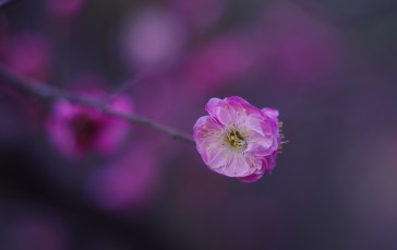 Plum Blossom, Spring, Spring Flower, Nature Wallpaper