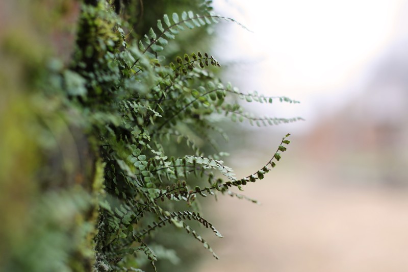 Nature, Plants, Closeup, Blurred Wallpaper