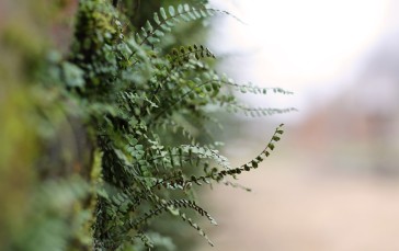 Nature, Plants, Closeup, Blurred Wallpaper