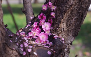 Plum Blossom, Spring, Spring Flower, Nature Wallpaper