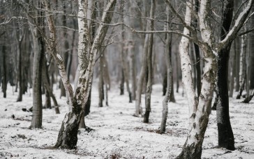 Winter, Snow, Forest, Landscape Wallpaper