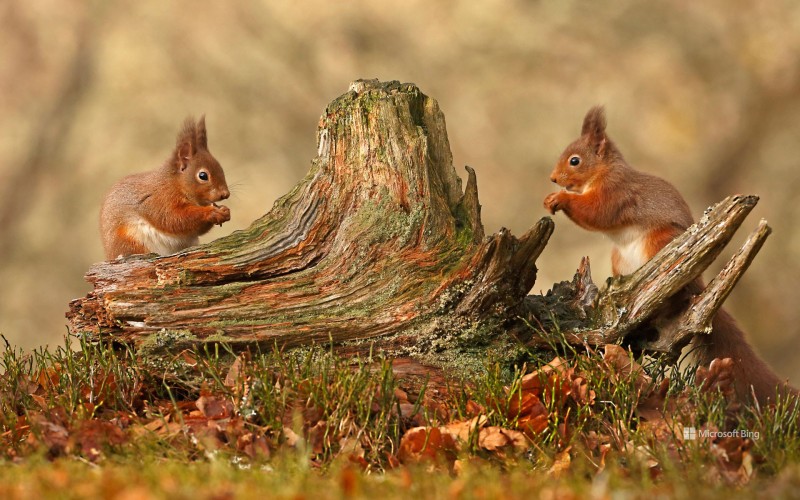 Bing, Red Squirrel, Squirrel, Animals, Mammals, Nature Wallpaper