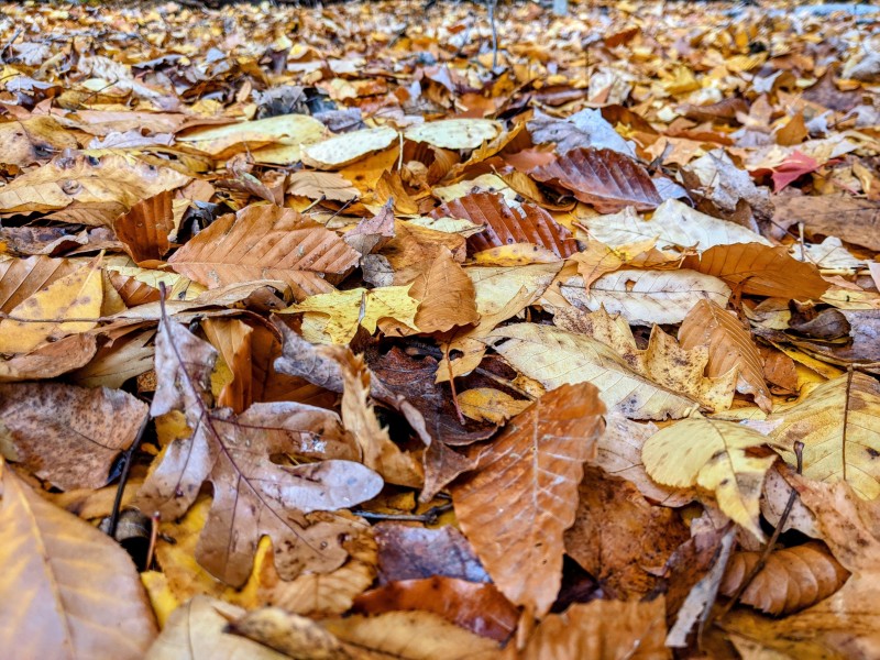 Leaves, Fallen Leaves, Yellow Leaves, Fall Wallpaper