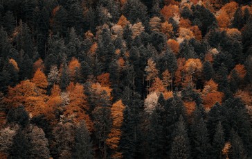 Forest, Trees, Nature, Landscape, Fall Wallpaper