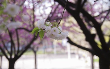 Cherry Blossom, Spring, Spring Flower, Flowers Wallpaper