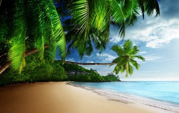Beach, Water, Palm Trees, Clouds, Sky Wallpaper