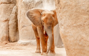 Elephant, Dust, Zoo, Photography, Animals Wallpaper