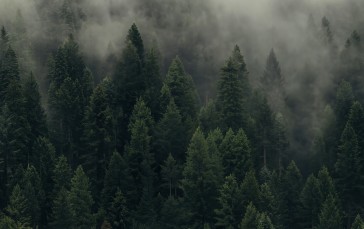 Trees, Nature, Landscape, Ultrawide Wallpaper