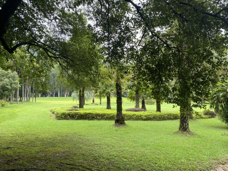 Forest, Trees, Green, Lawns, Simple Background Wallpaper