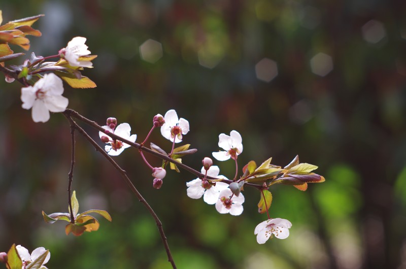 Peach Blossom, Cherry Plum, Spring, Spring Flower Wallpaper