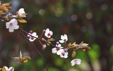 Peach Blossom, Cherry Plum, Spring, Spring Flower Wallpaper