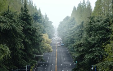 Nanjing, Car, Road, Portrait Display, Forest, Photography Wallpaper