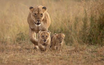 Animals, Cubs, Lion, Nature Wallpaper