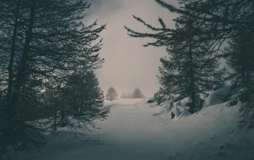 Winter, Snow, Forest, Spruce, Mist Wallpaper