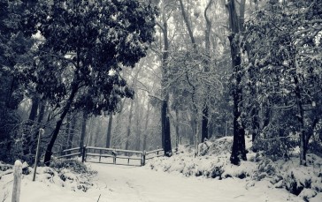Forest, Snow, Winter, Fence, Landscape Wallpaper