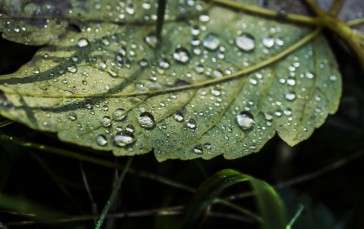 Nature, Water Drops, Leaves, Macro Wallpaper
