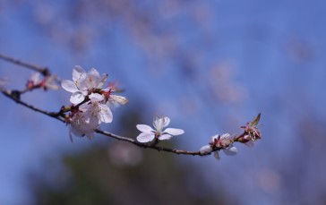 Peach Blossom, Cherry Plum, Spring, Spring Flower, Flowers Wallpaper