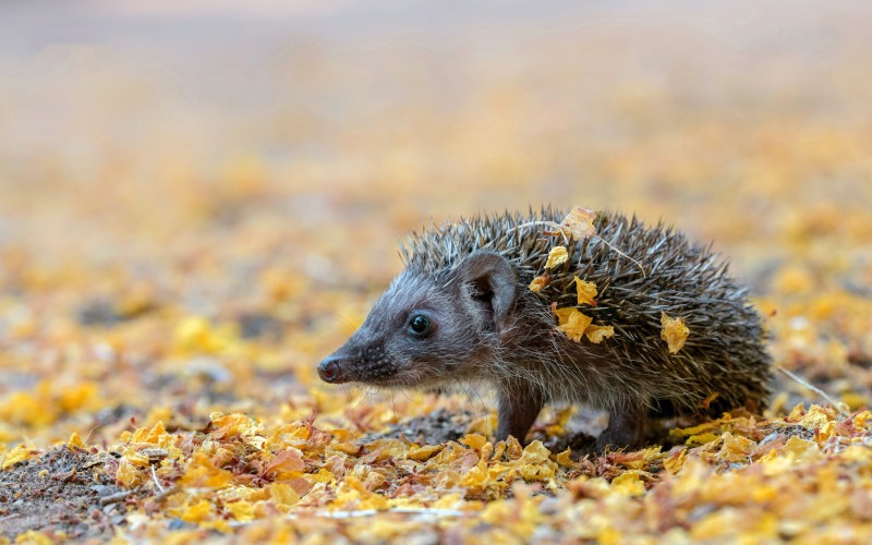 Animals, Hedgehog, Nature, Outdoors, Blurred Wallpaper