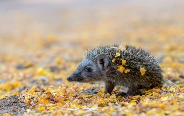 Animals, Hedgehog, Nature, Outdoors, Blurred Wallpaper
