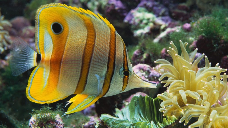 Photography, Fish, Underwater, Sea Anemones, Stripes, Corbis Wallpaper